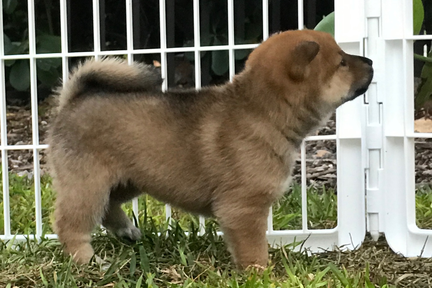 A-litter shikoku puppy 3 April 4, 2017 - Akitsu Shikoku Ken