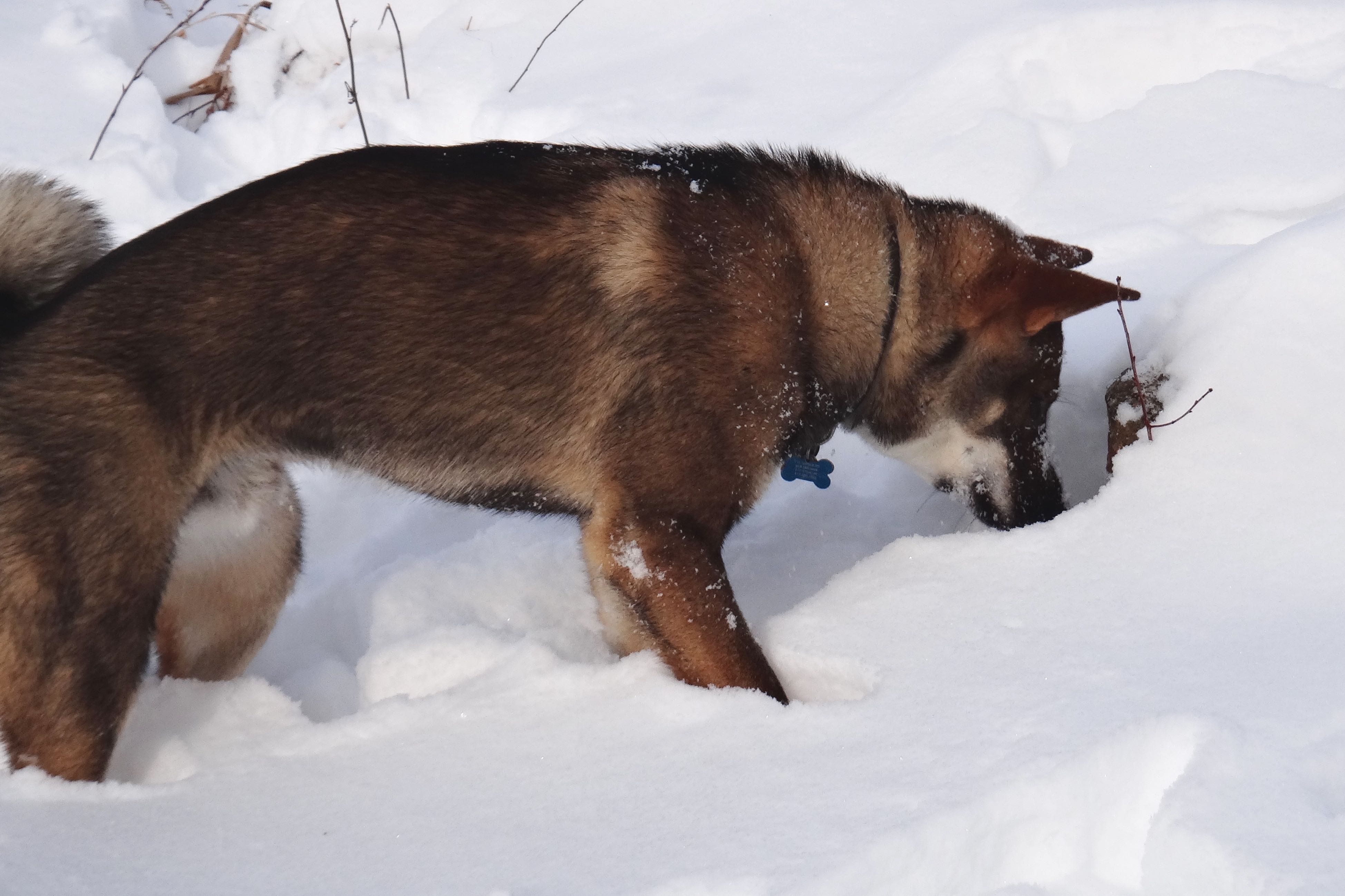 Hiro digging in snow - Akitsu Shikoku Ken