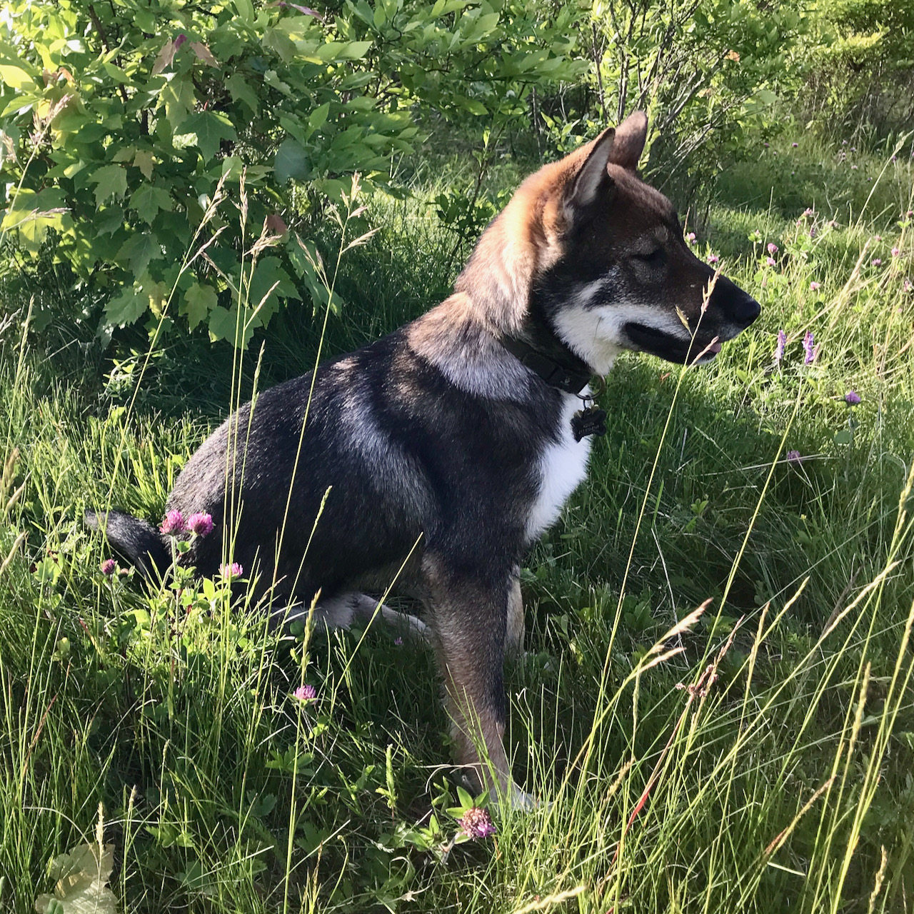 Kota in field at Dragonfly Brook Farm - Akitsu SHikoku Ken