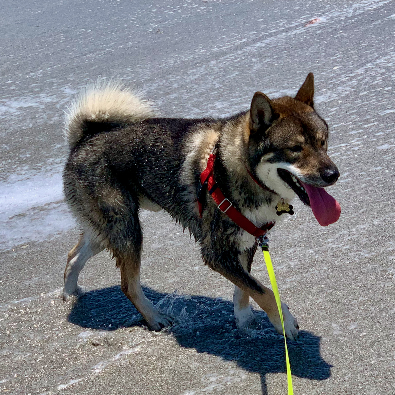 Kota on beach - Akitsu Shikoku Ken