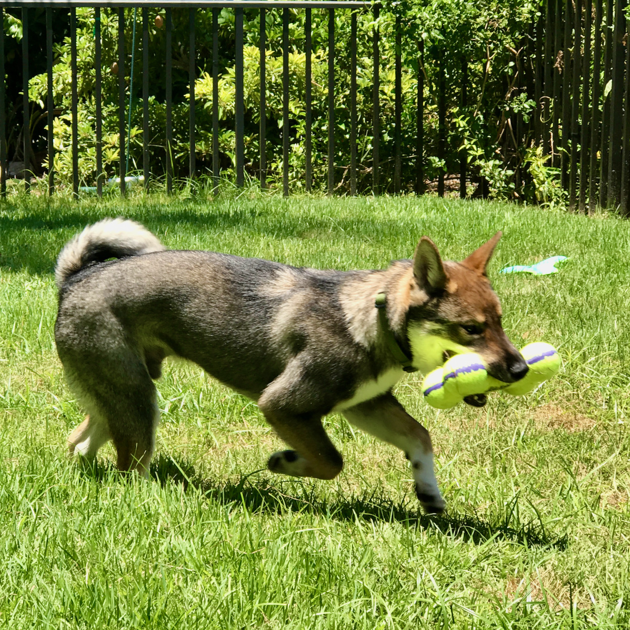 Kota playing in the yard - Akitsu Shikoku Ken