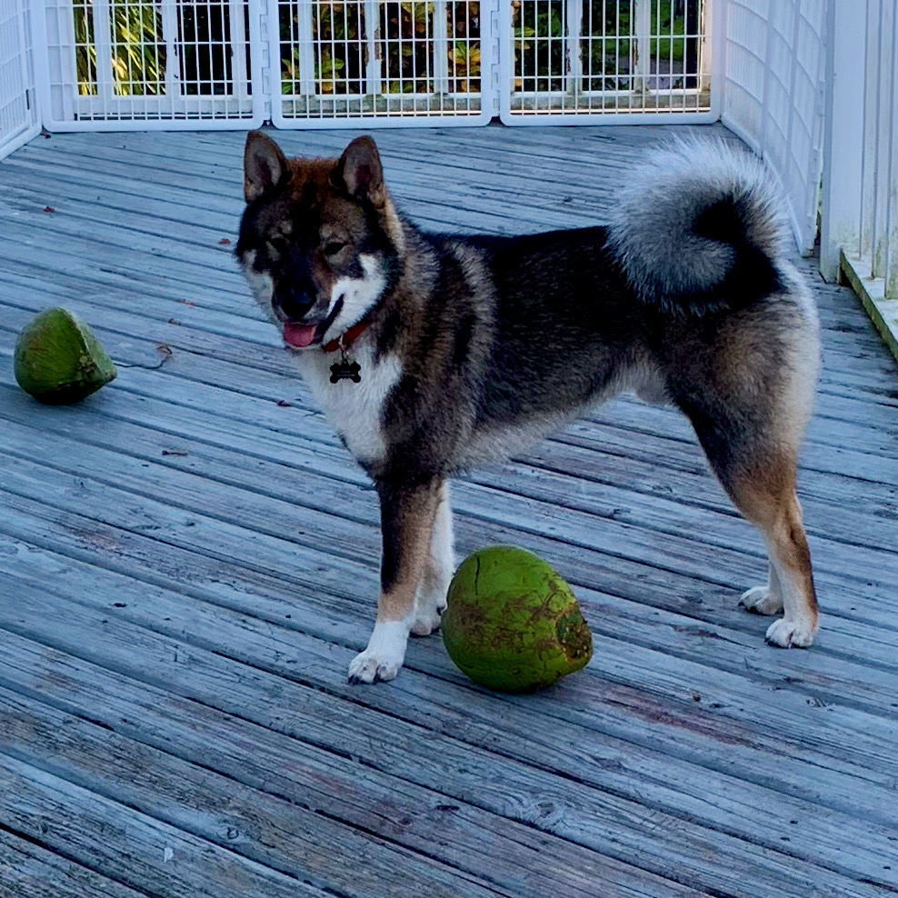 Kota with his coconuts - Akitsu Shikoku Ken