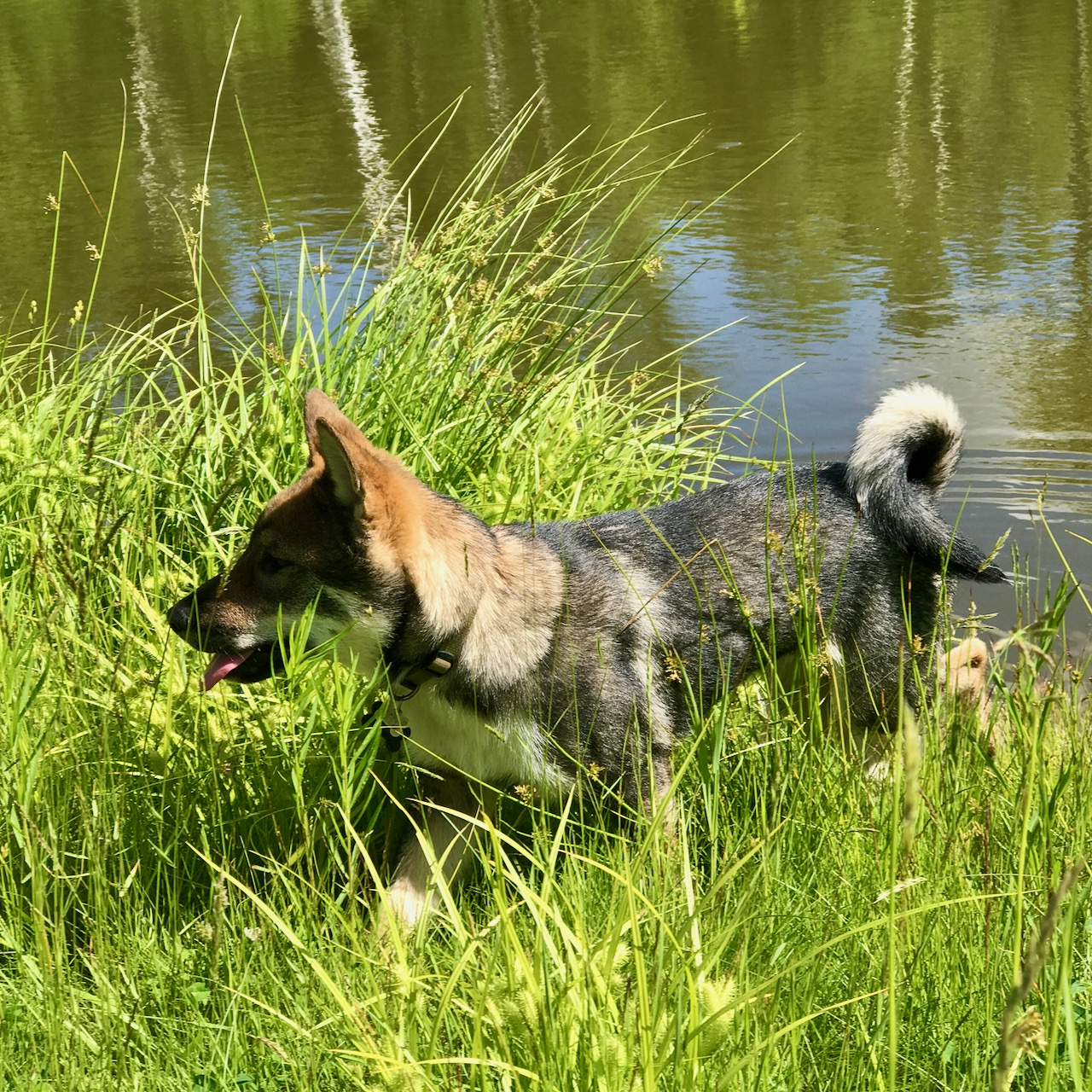 Kota by pond - Akitsu Shikoku Ken