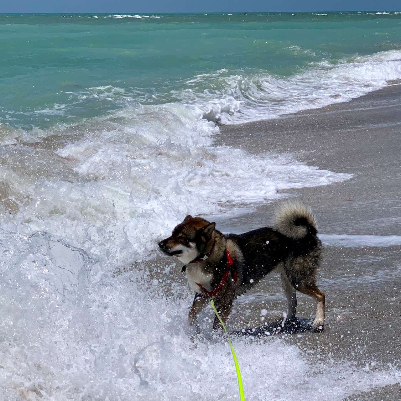 Kota in the surf - Akitsu Shikoku Ken