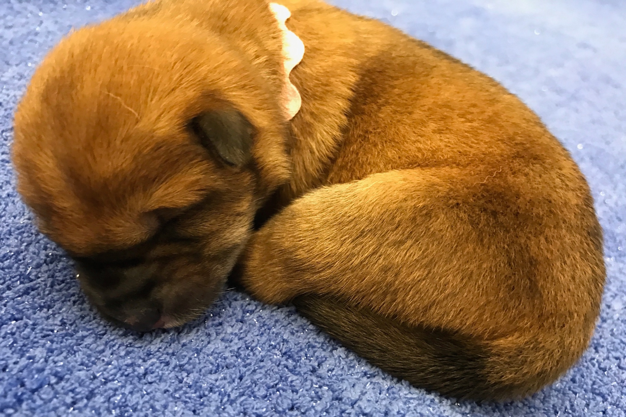 A-litter shikoku puppy 3 March 7, 2017 - Akitsu Shikoku Ken