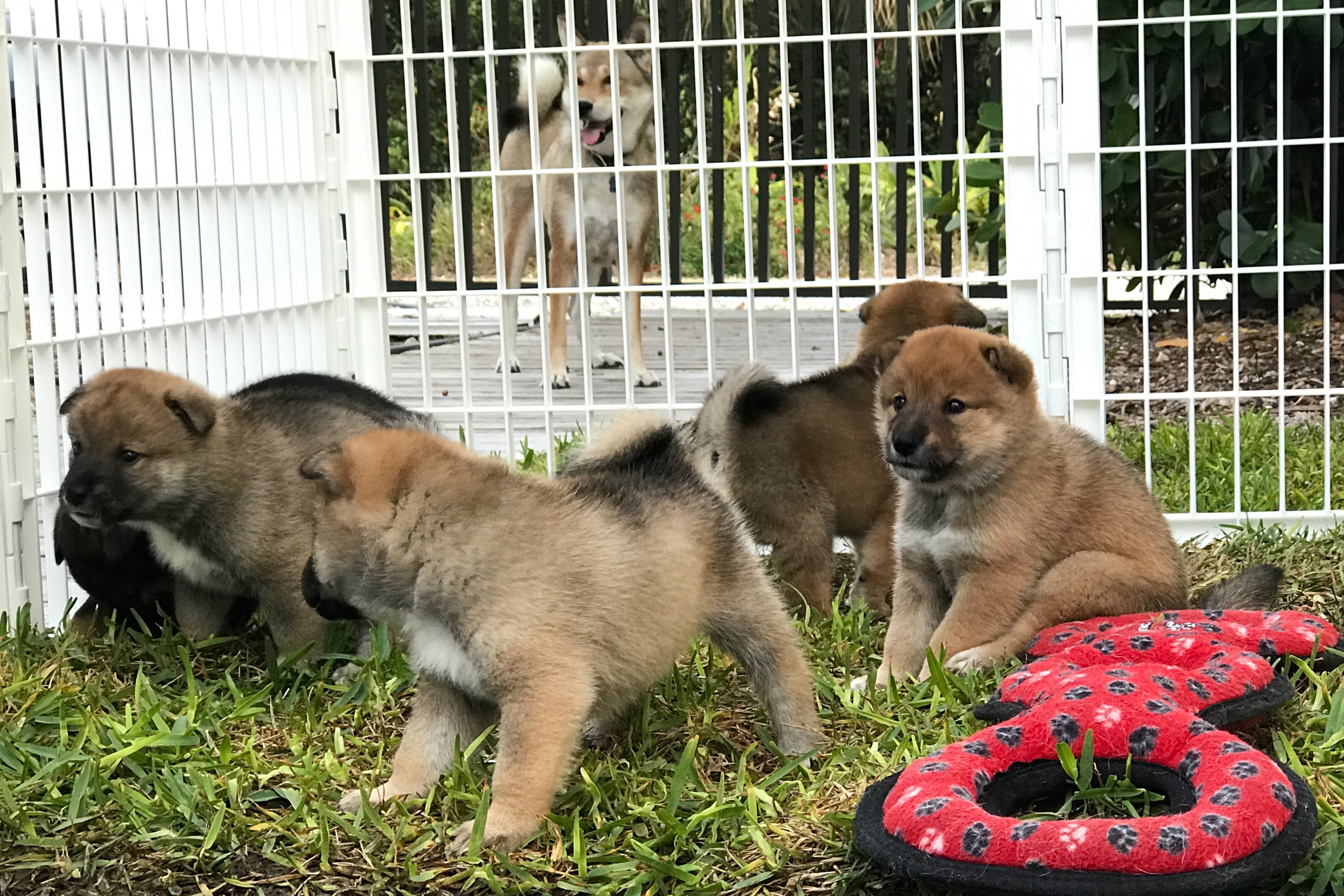 A-litter shikoku puppies April 4, 2017 - Akitsu Shikoku Ken