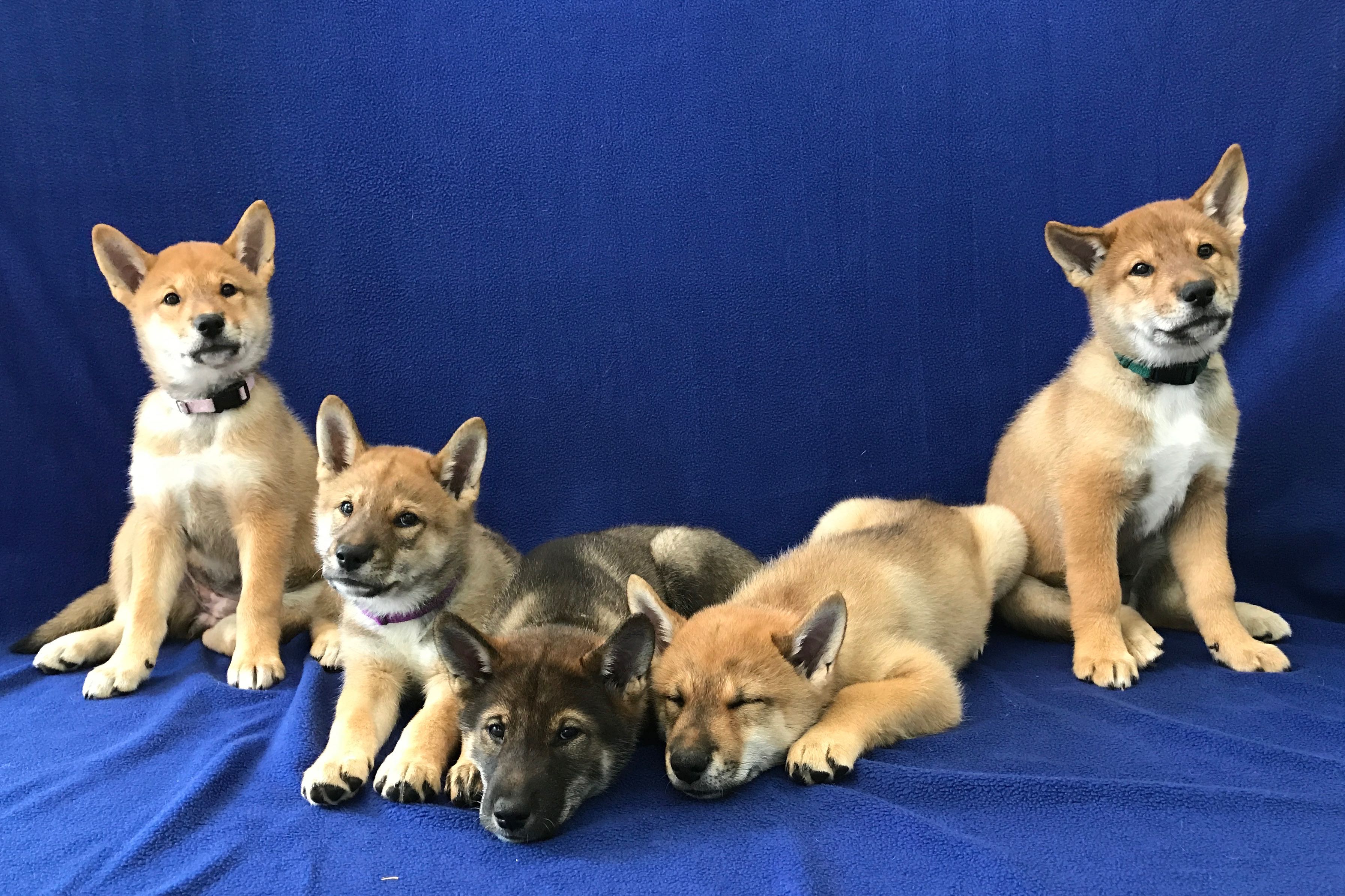 A-litter shikoku puppies May 7, 2017 - Akitsu Shikoku Ken