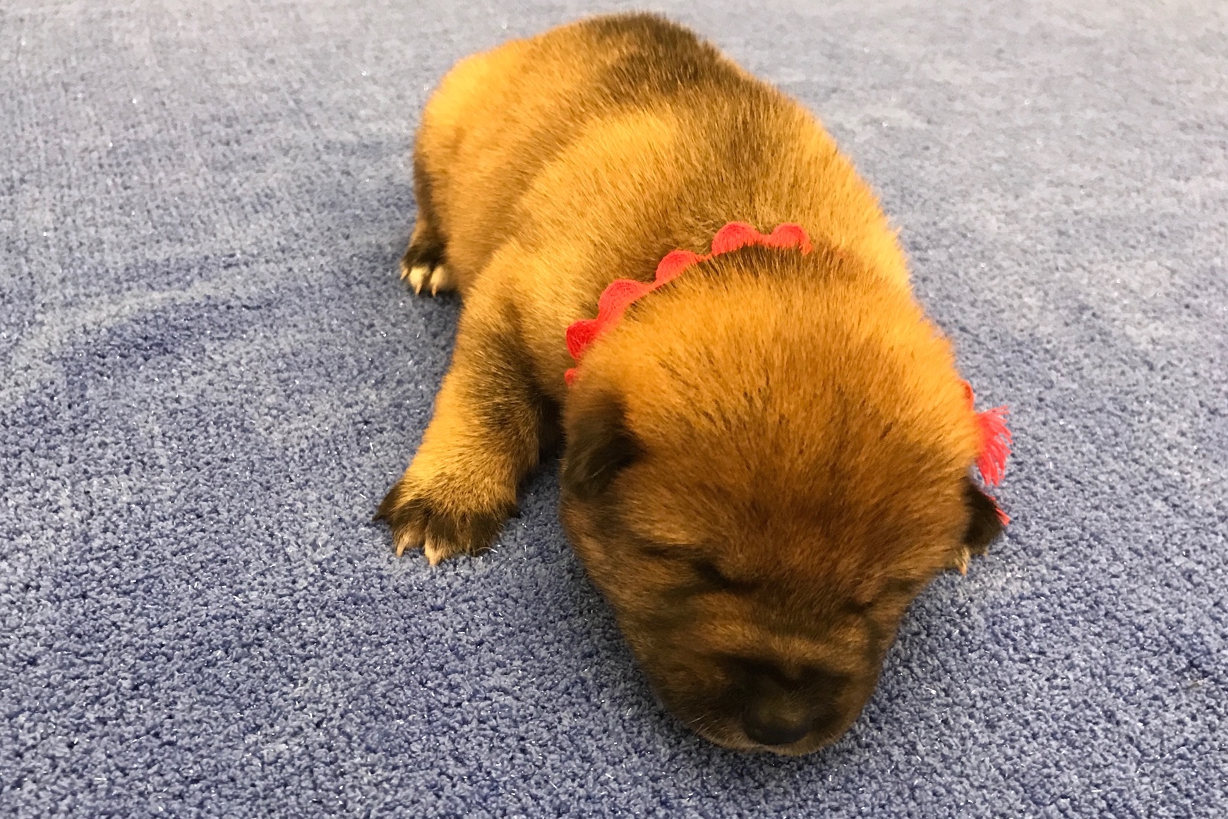 A-litter shikoku puppy 5 March 20, 2017 - Akitsu Shikoku Ken