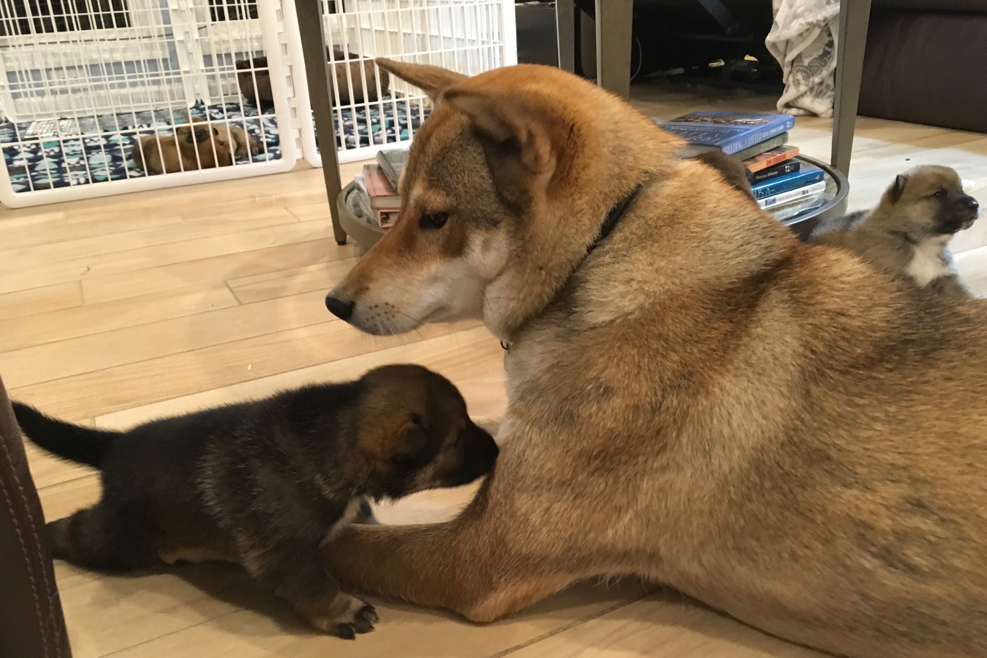 A-litter shikoku puppy 4 March 28, 2017 - Akitsu Shikoku Ken
