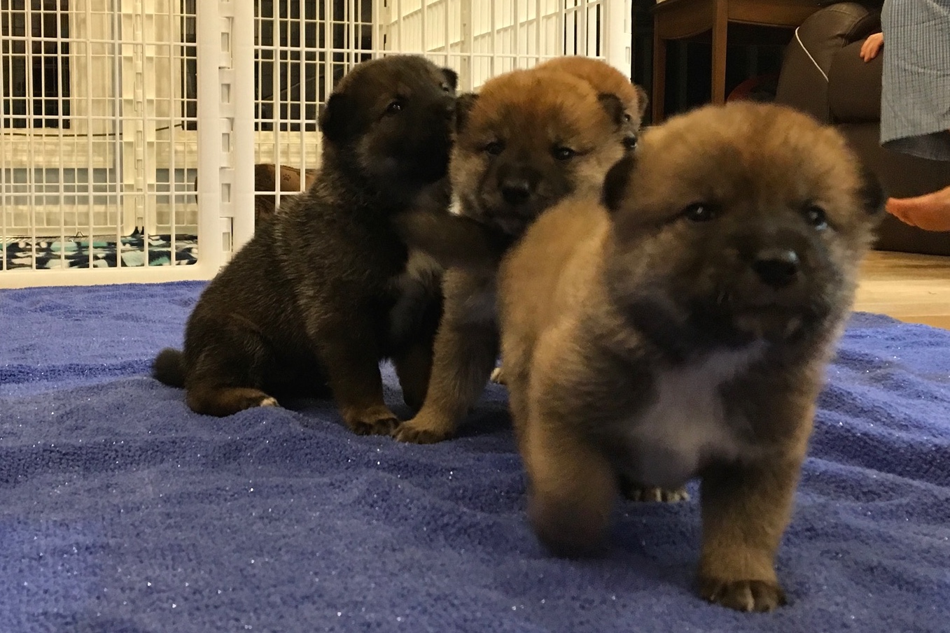 A-litter shikoku puppies March 28, 2017 - Akitsu Shikoku Ken