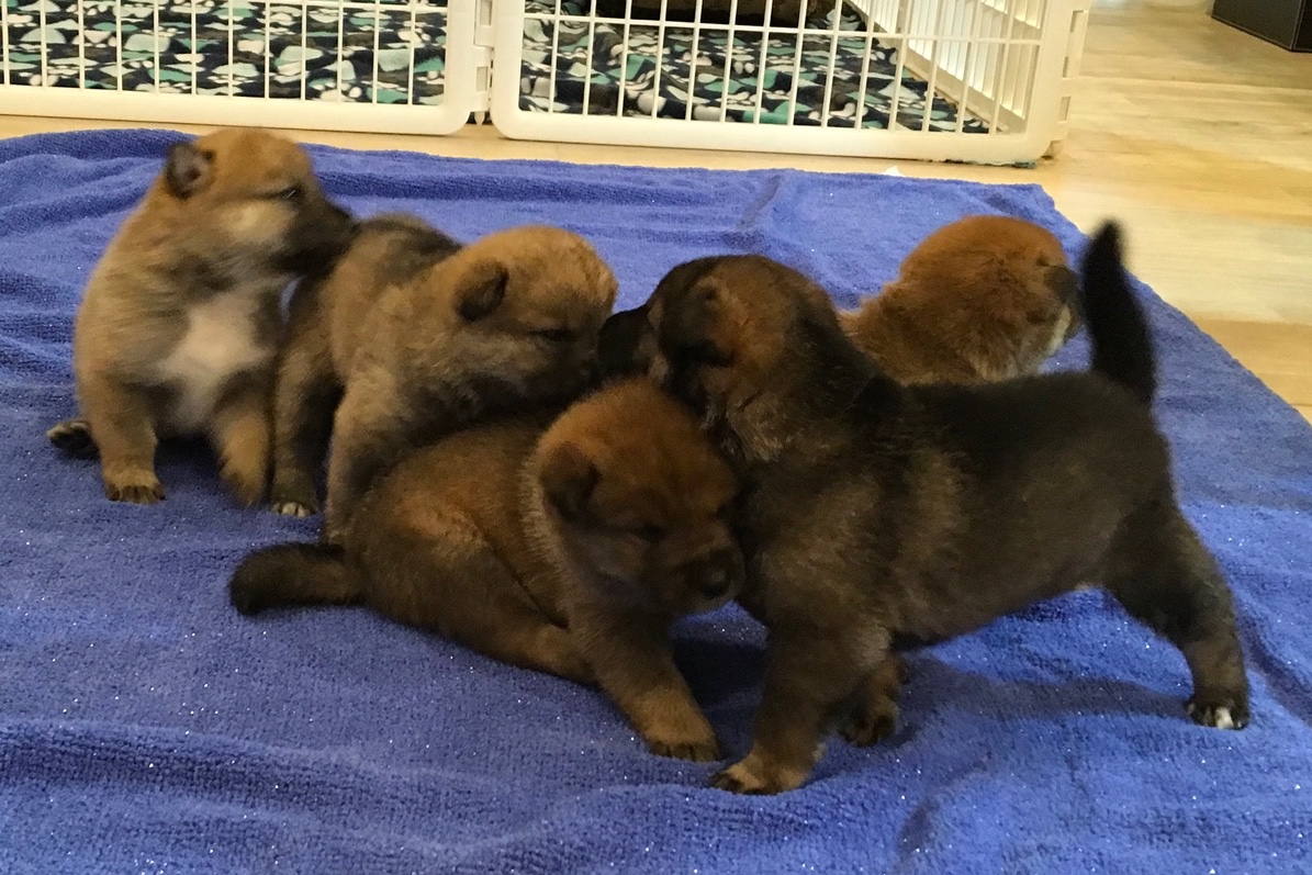 A-litter shikoku puppies March 28, 2017 - Akitsu Shikoku Ken