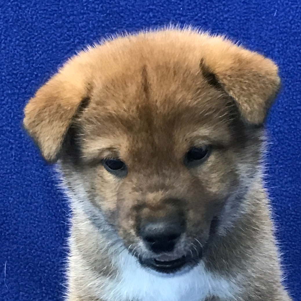 Aito litter puppy April 12, 2017 - Akitsu Shikoku Ken