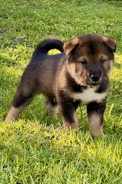 what is the shikoku dog