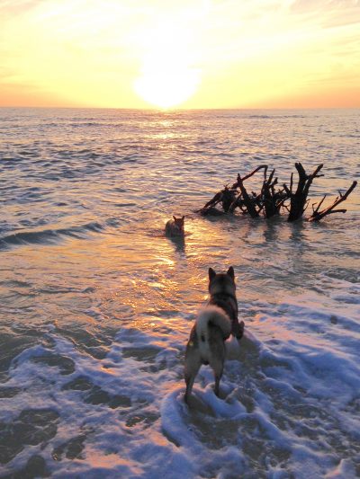 Shikoku Kennel Sanibel Island Florida and New Hampshire