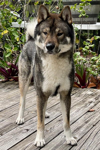 Shikoku dog hot sale temperament