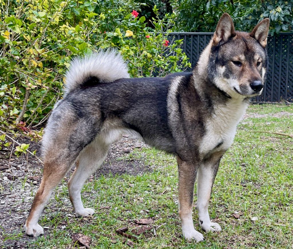 Kota in Yard - Akitsu Shikoku Ken